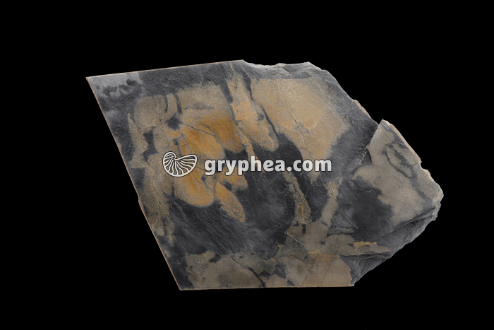 Schiste - gryphea.com